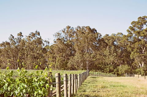 Windfall Estate Vineyard Cottage - Accommodation Rockhampton 23