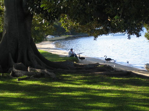 Garden Studio In Cottesloe - Accommodation Rockhampton 11