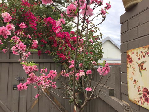 Garden Studio In Cottesloe - Accommodation Rockhampton 10