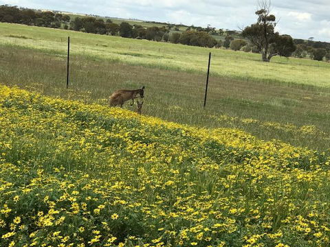 The Mains Guest House 2 Bedroom Farm Stay - Accommodation Rockhampton 15