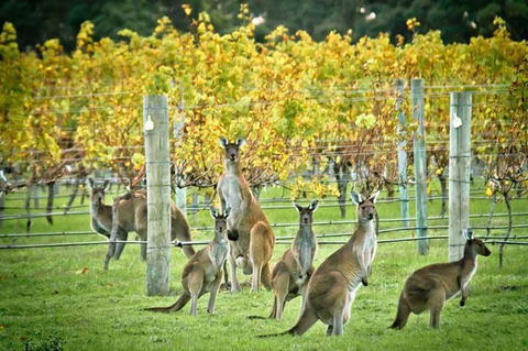 Stylish Colourfull Getaway - Accommodation Rockhampton 16