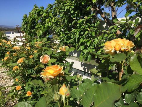 Garden By The Beach - Gateway To The East Coast, Close To Airport - Accommodation Rockhampton 25