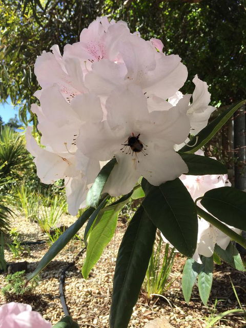 Garden By The Beach - Gateway To The East Coast, Close To Airport - Accommodation Rockhampton 14