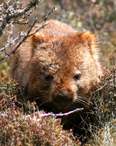 Cradle Mountain Love Shack - Accommodation Rockhampton 24