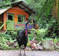Rainforest Hideaway - Accommodation Rockhampton