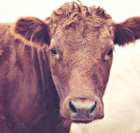 Redwing Farm Stay - Accommodation Rockhampton