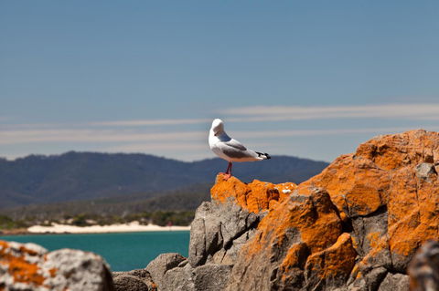 Pearl Hawley Beach - Accommodation Rockhampton 41