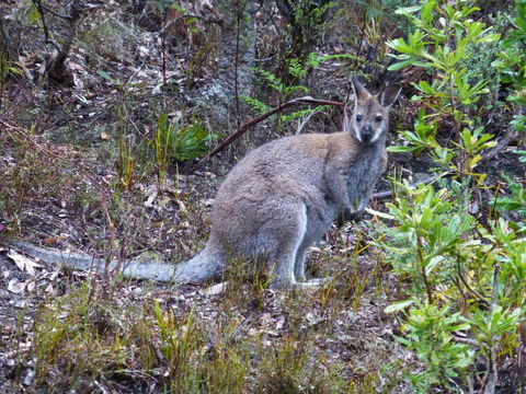Eagles Rise Tasmania - Accommodation Rockhampton 11