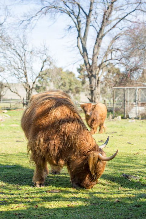 Ratho Farm - Accommodation Rockhampton 4