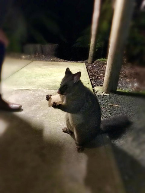 Lemonthyme Wilderness Retreat - Accommodation Rockhampton 34