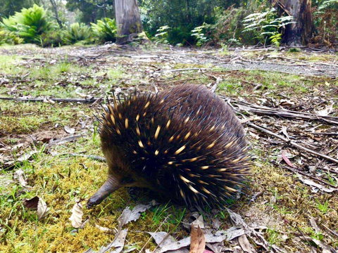 Lemonthyme Wilderness Retreat - Accommodation Rockhampton 13
