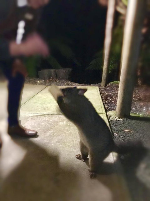 Lemonthyme Wilderness Retreat - Accommodation Rockhampton 35