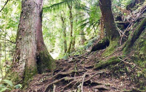 Lemonthyme Wilderness Retreat - Accommodation Rockhampton 23