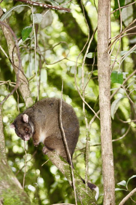 Lemonthyme Wilderness Retreat - Accommodation Rockhampton 26