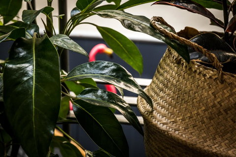 Alabama Hotel Hobart - Accommodation Rockhampton 25