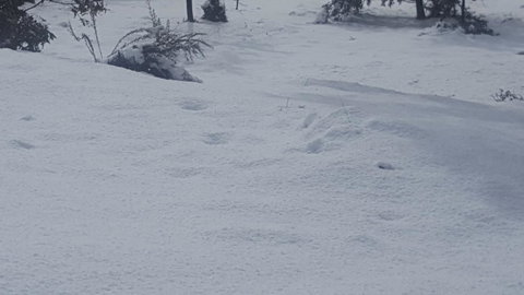 Cradle Alpine Retreat - Accommodation Rockhampton 35