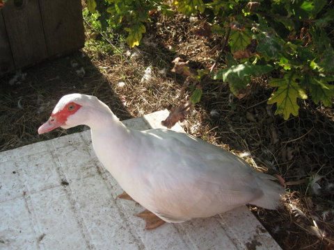 Taras Richmond Farmstay - Accommodation Rockhampton 21