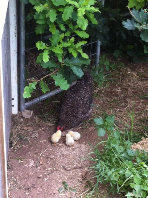 Taras Richmond Farmstay - Accommodation Rockhampton 25