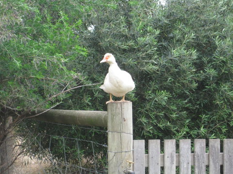 Taras Richmond Farmstay - Accommodation Rockhampton 16