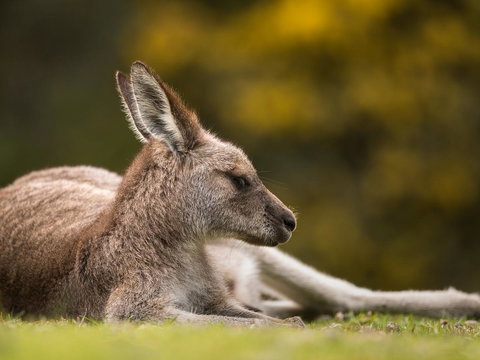 Gipsy Point Lodge & Cottages - Accommodation Rockhampton 39