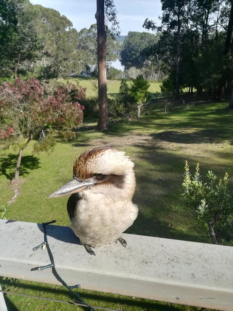 Gipsy Point Lodge & Cottages - Accommodation Rockhampton 8