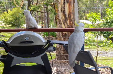 Blue Ridge Retreat - Accommodation Rockhampton 3