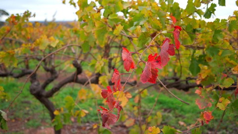 Triple Creek Guest House - Barossa Region - Accommodation Rockhampton 3
