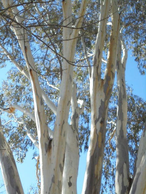Wagga Wagga Tourist Park - Accommodation Rockhampton 3