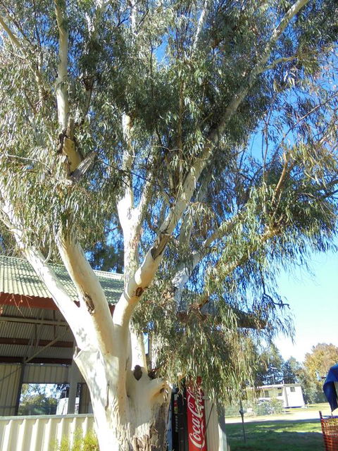 Wagga Wagga Tourist Park - Accommodation Rockhampton 2