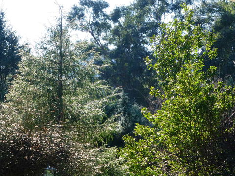 Alpine Aspects - Accommodation Rockhampton 8