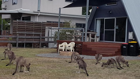 The A-Frame - Accommodation Rockhampton 3