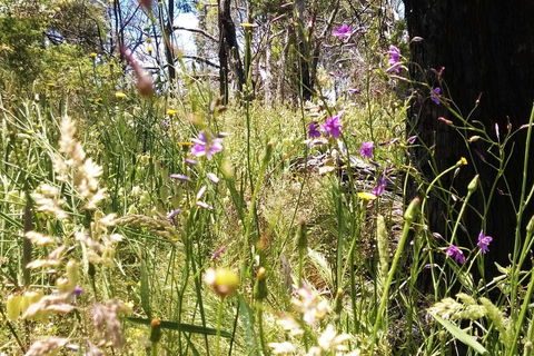 Grampians Pomonal Cottages - Accommodation Rockhampton 31