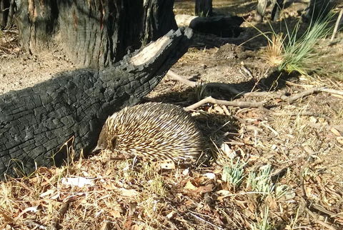 Grampians Pomonal Cottages - Accommodation Rockhampton 25