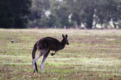 Grampians Pomonal Cottages - Accommodation Rockhampton 26
