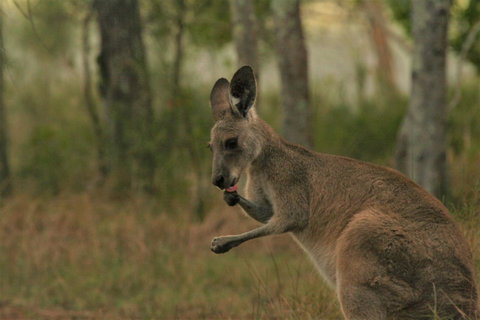 Lake Weyba Noosa Lodge & Kangaroos - Accommodation Rockhampton 43