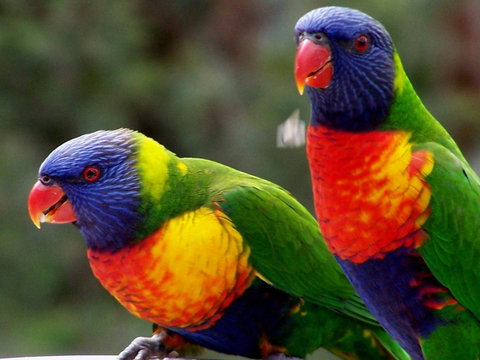 Lake Weyba Noosa Lodge & Kangaroos - Accommodation Rockhampton 12