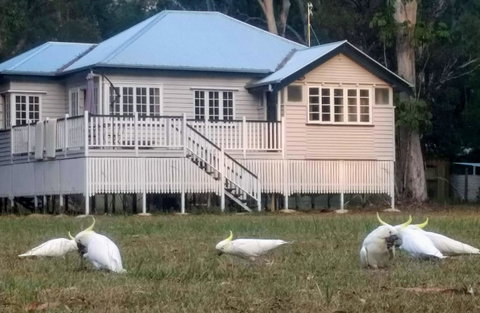 Lake Weyba Noosa Lodge & Kangaroos - Accommodation Rockhampton 20