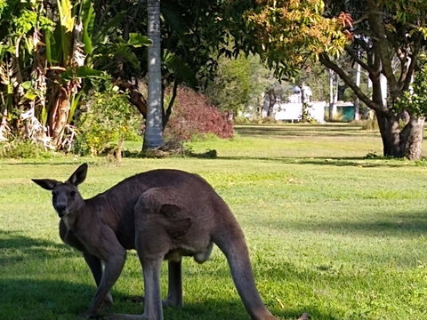 Lake Weyba Noosa Lodge & Kangaroos - Accommodation Rockhampton 24