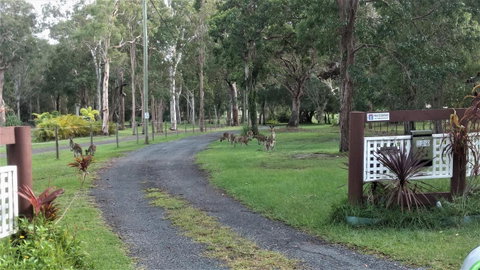 Lake Weyba Noosa Lodge & Kangaroos - Accommodation Rockhampton 42