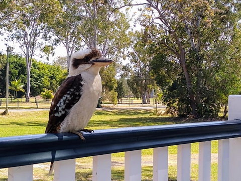 Lake Weyba Noosa Lodge & Kangaroos - Accommodation Rockhampton 18