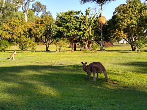 Lake Weyba Noosa Lodge & Kangaroos - Accommodation Rockhampton 8