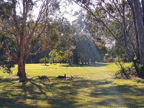 Lake Weyba Noosa Lodge & Kangaroos - Accommodation Rockhampton 4