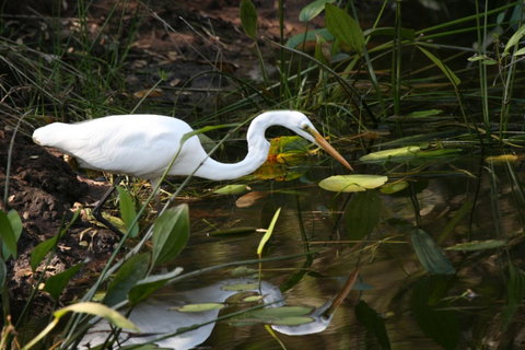Lake Weyba Noosa Lodge & Kangaroos - Accommodation Rockhampton 33