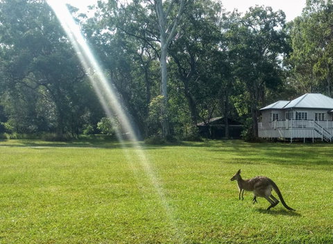Lake Weyba Noosa Lodge & Kangaroos - Accommodation Rockhampton 26