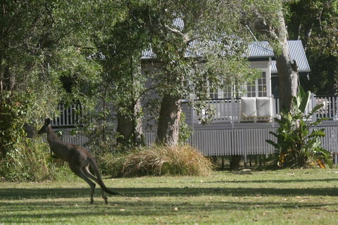 Lake Weyba Noosa Lodge & Kangaroos - Accommodation Rockhampton 31