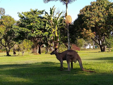 Lake Weyba Noosa Lodge & Kangaroos - Accommodation Rockhampton 35