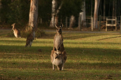 Lake Weyba Noosa Lodge & Kangaroos - Accommodation Rockhampton 16