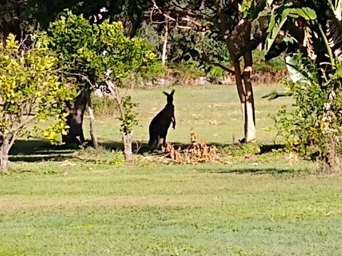 Lake Weyba Noosa Lodge & Kangaroos - Accommodation Rockhampton 29