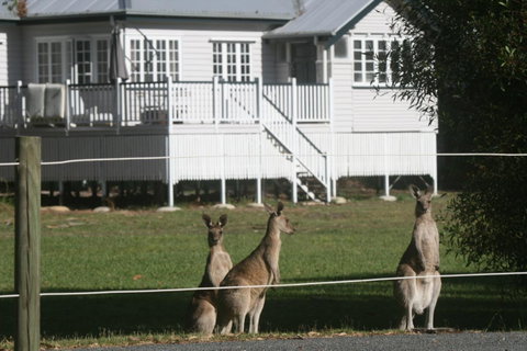 Lake Weyba Noosa Lodge & Kangaroos - Accommodation Rockhampton 28