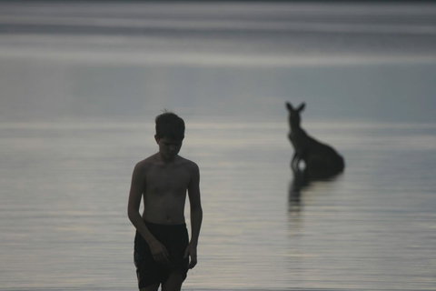Lake Weyba Noosa Lodge & Kangaroos - Accommodation Rockhampton 37